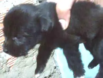 Cachorro ra a  idade Abaixo de 2 meses nome Sem nome