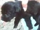 Cachorro raça  idade Abaixo de 2 meses nome Sem nome
