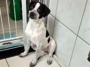 Cachorro raça SRD idade 2 a 6 meses nome Drika