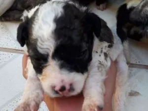 Cachorro raça viralata idade 2 a 6 meses nome Ela, Bela, mini etc.