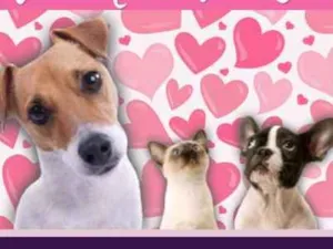 Cachorro raça srd idade 7 a 11 meses nome LINDOS E CASTRADOS