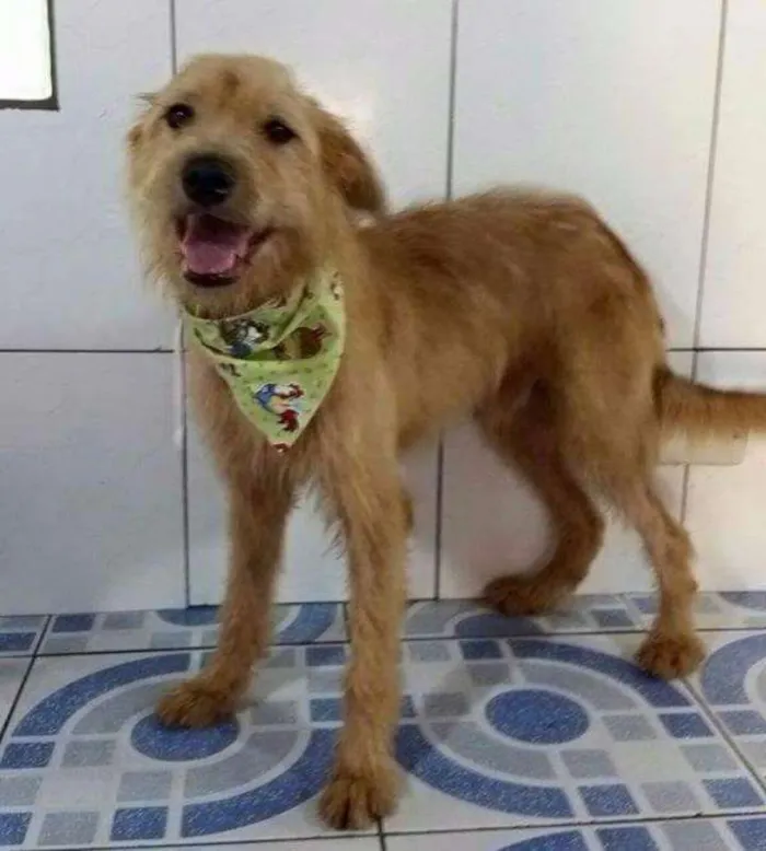 Cachorro ra a SRD idade 5 anos nome Bob Estopa