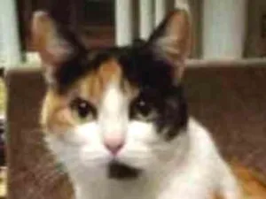 Gato raça SRD idade 6 ou mais anos nome Mika