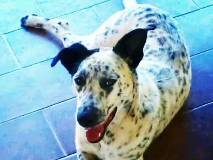 Cachorro ra a Boder Collie com Dalmata idade 2 anos nome Punk