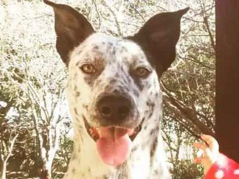 Cachorro ra a Boder Collie com Dalmata idade 2 anos nome Punk