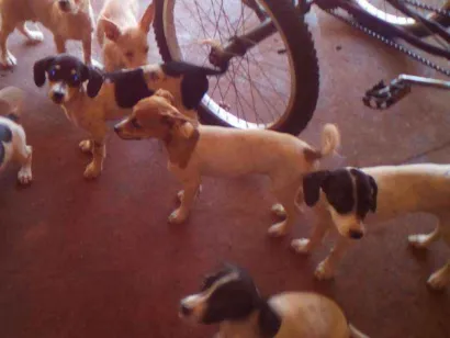 Cachorro raça Base com vira lata  idade  nome Não tem nome 