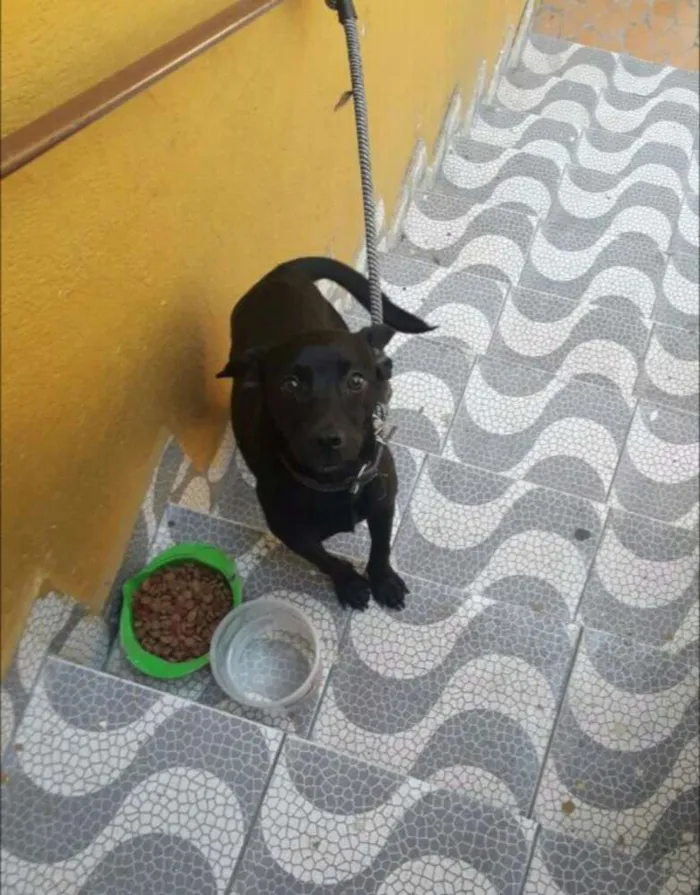 Cachorro ra a RND idade 1 ano nome Bruce