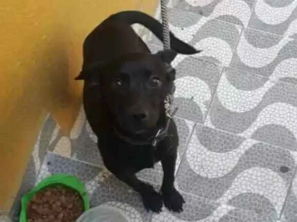 Cachorro ra a RND idade 1 ano nome Bruce