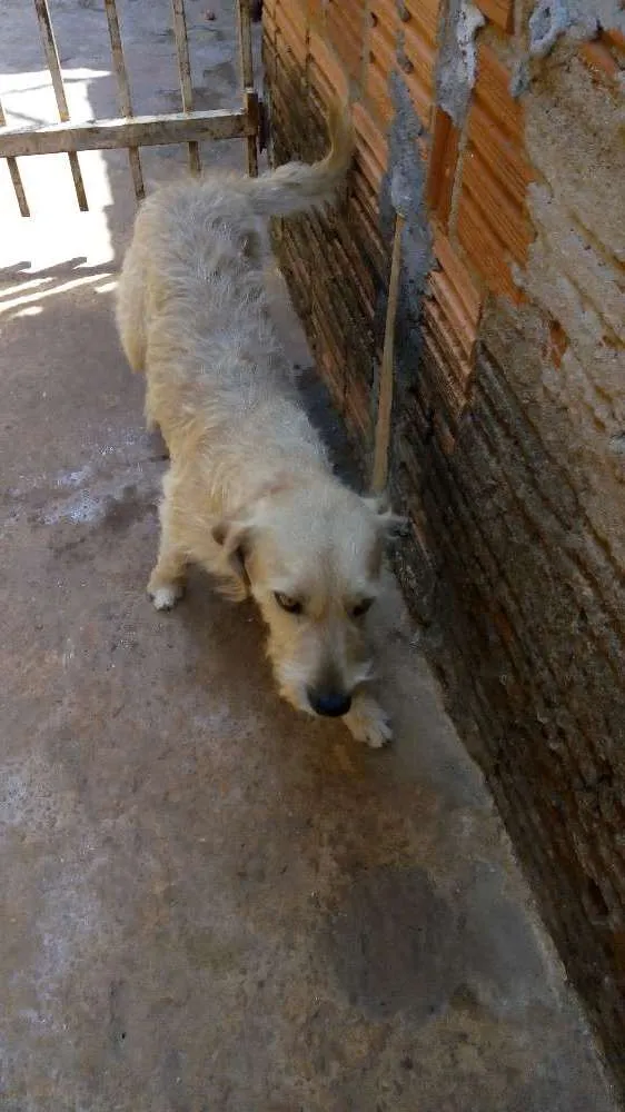 Cachorro ra a Sem raça idade 4 anos nome Dog