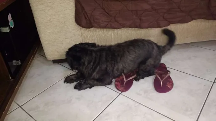 Cachorro ra a Shitzu idade 2 anos nome Sassa