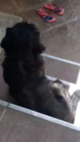 Sassa