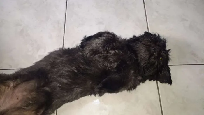 Cachorro ra a Shitzu idade 2 anos nome Sassa