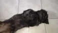 Sassa