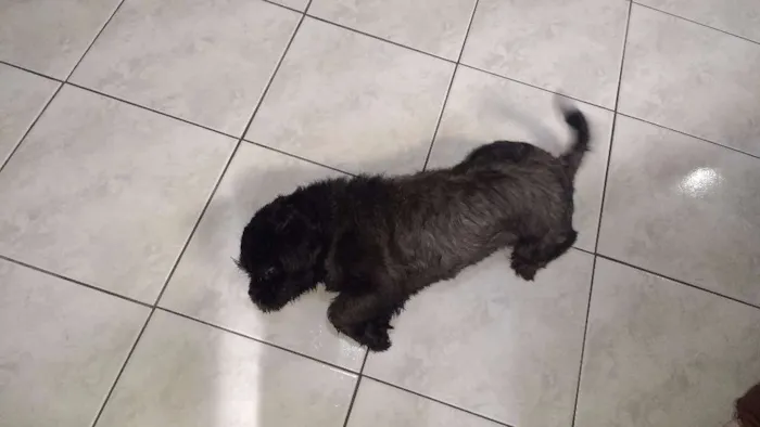 Cachorro ra a Shitzu idade 2 anos nome Sassa