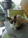 Gatinha abandonada