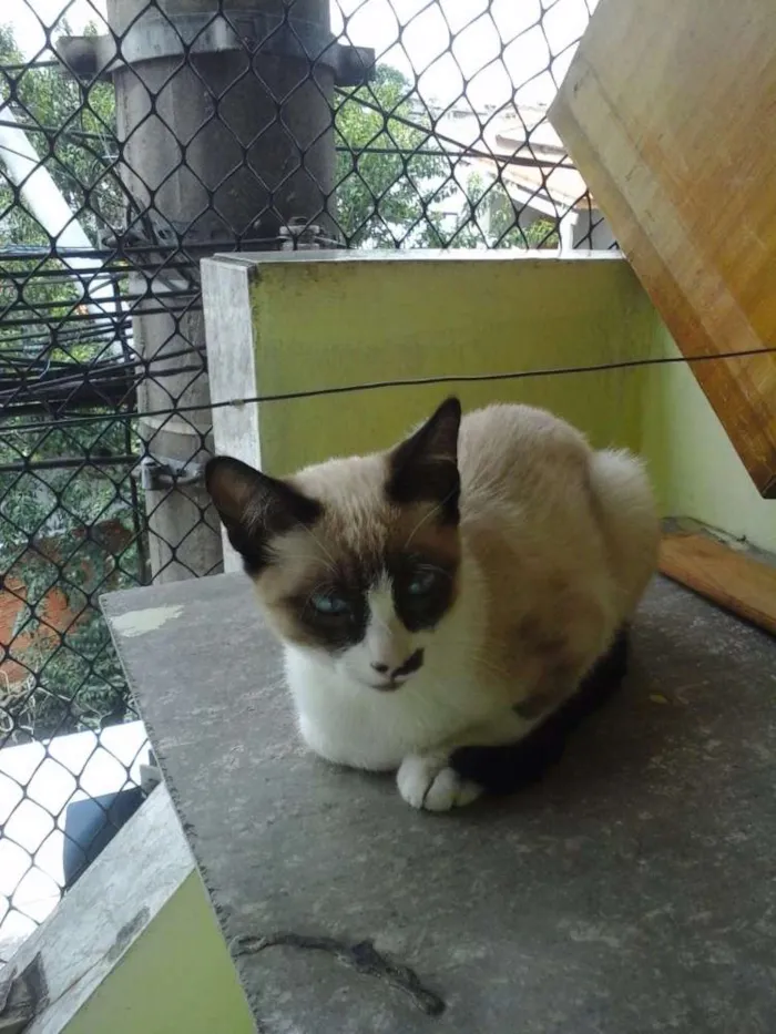 Gato ra a Siamês idade 2 a 6 meses nome Gatinha abandonada
