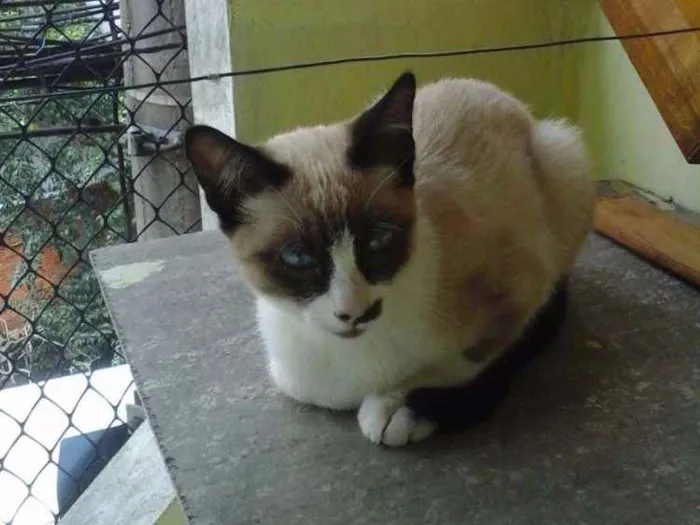 Gato ra a Siamês idade 2 a 6 meses nome Gatinha abandonada