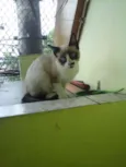 Gatinha abandonada
