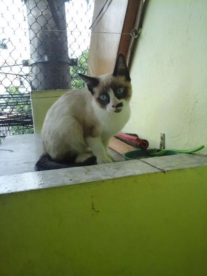 Gato ra a Siamês idade 2 a 6 meses nome Gatinha abandonada