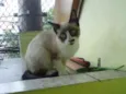 Gatinha abandonada
