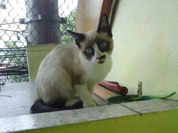 Gato ra a Siamês idade 2 a 6 meses nome Gatinha abandonada