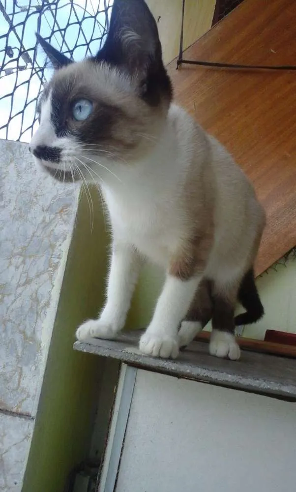 Gato ra a Siamês idade 2 a 6 meses nome Gatinha abandonada
