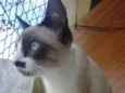 Gatinha abandonada