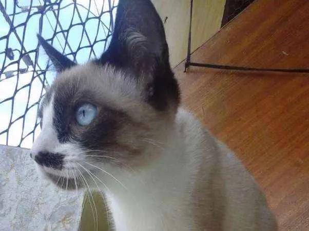 Gato ra a Siamês idade 2 a 6 meses nome Gatinha abandonada