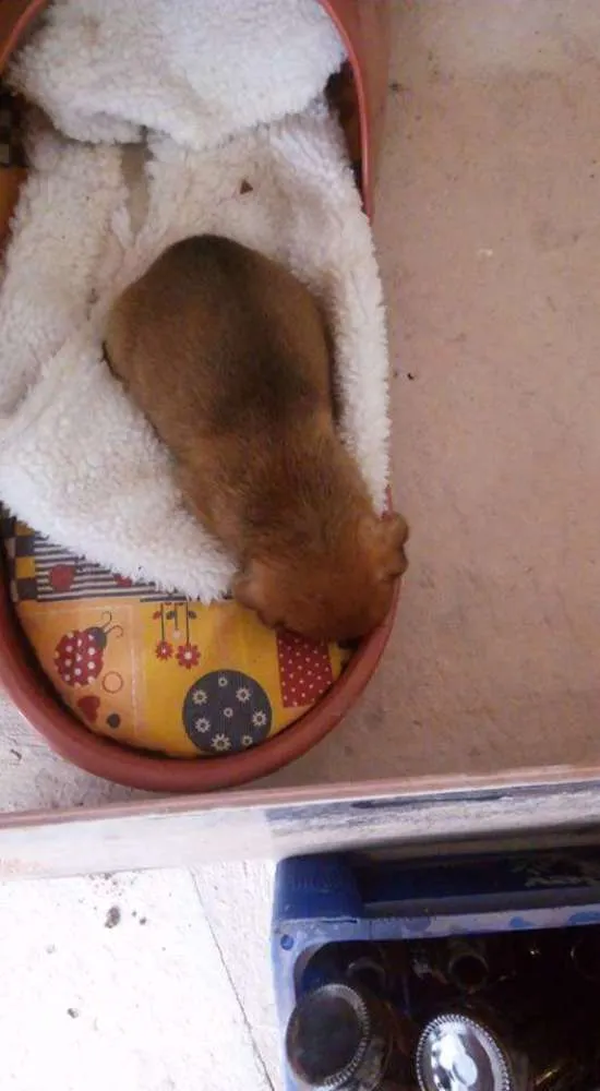 Cachorro raça  idade 2 a 6 meses nome Nao tem