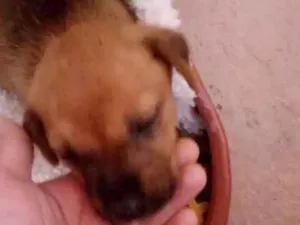 Cachorro raça  idade 2 a 6 meses nome Nao tem