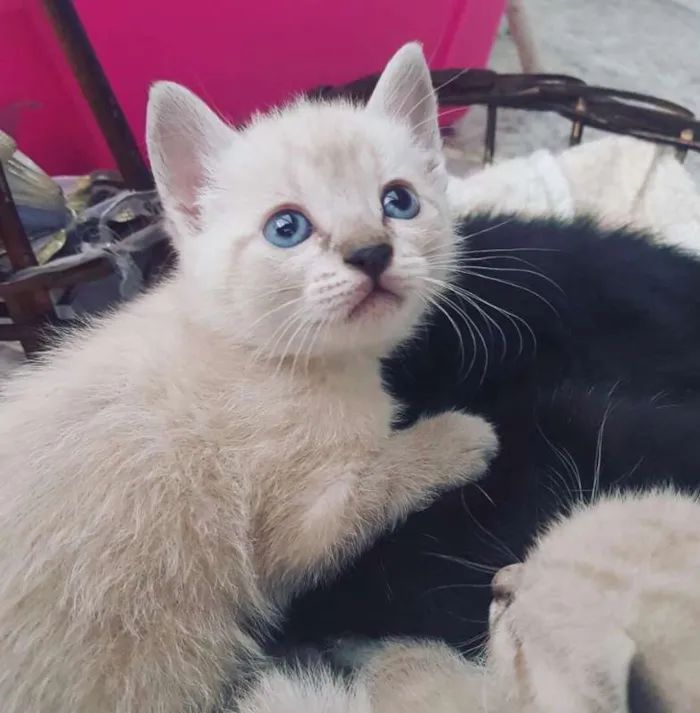 Gato ra a Gata idade Abaixo de 2 meses nome Amelie