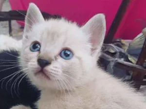 Gato raça Gata idade Abaixo de 2 meses nome Amelie