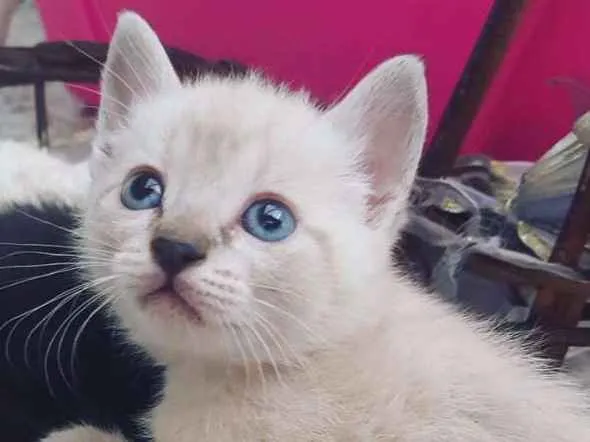 Gato ra a Gata idade Abaixo de 2 meses nome Amelie