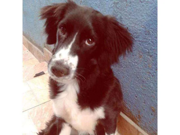 Cachorro ra a vira lata  idade 7 a 11 meses nome Cloe