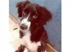 Cachorro raça vira lata  idade 7 a 11 meses nome Cloe