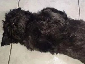 Cachorro raça Shitzu idade 2 anos nome Sassa