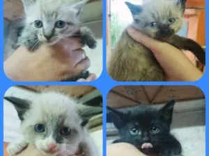 Gato raça s/raça idade Abaixo de 2 meses nome filhote