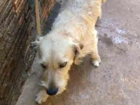 Cachorro ra a Sem raça idade 4 anos nome Dog