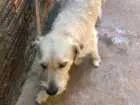 Cachorro raça Sem raça idade 4 anos nome Dog