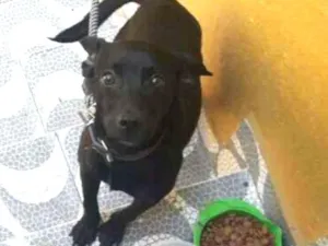 Cachorro raça RND idade 1 ano nome Bruce