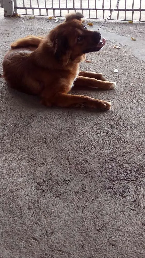 Cachorro ra a Pastor alemao cm vira lata  idade 1 ano nome Ben