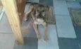 Bob