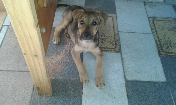 Cachorro ra a Indefinida idade 2 a 6 meses nome Bob