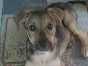 Cachorro raça Indefinida idade 2 a 6 meses nome Bob