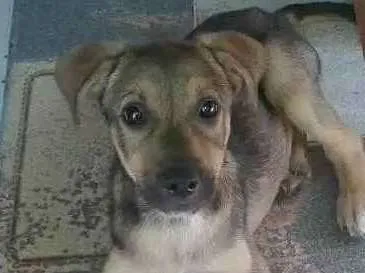 Cachorro ra a Indefinida idade 2 a 6 meses nome Bob