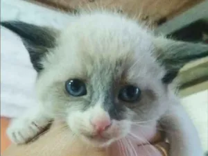 Cachorro raça  idade Abaixo de 2 meses nome Filhote