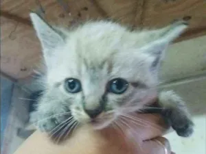 Gato raça  idade  nome Filhote