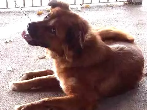 Cachorro ra a Pastor alemao cm vira lata  idade 1 ano nome Ben