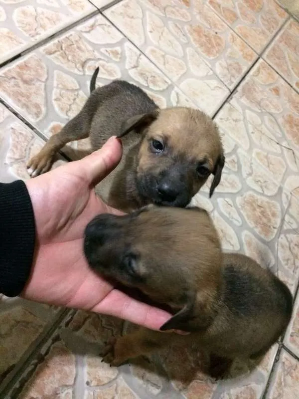 Cachorro ra a vira lata idade 2 a 6 meses nome sem nome