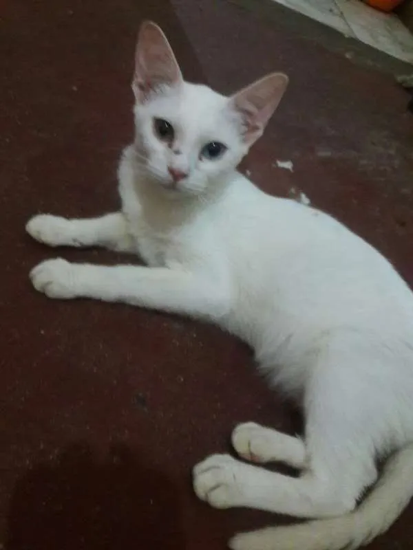 Gato ra a SRD idade 2 a 6 meses nome Aurora Iolanda Madal